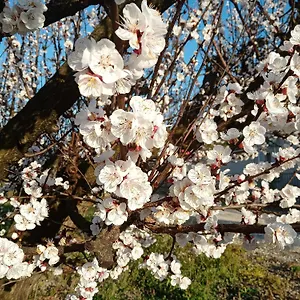 Les Abricots , Tarascon France